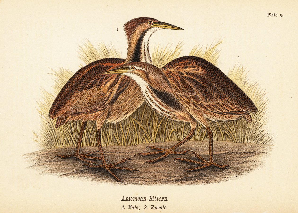Avetoro americano, Botaurus lentiginosus, macho 1, hembra 2 de John James (after) Audubon