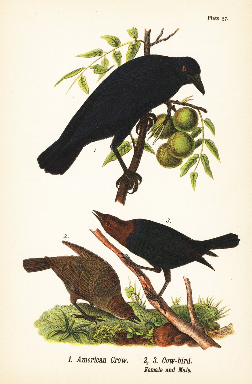 Cuervo americano, Corvus brachyrhynchos 1, y tordo cabecicafé, Molothrus ater, hembra 2, y macho 3 de John James (after) Audubon