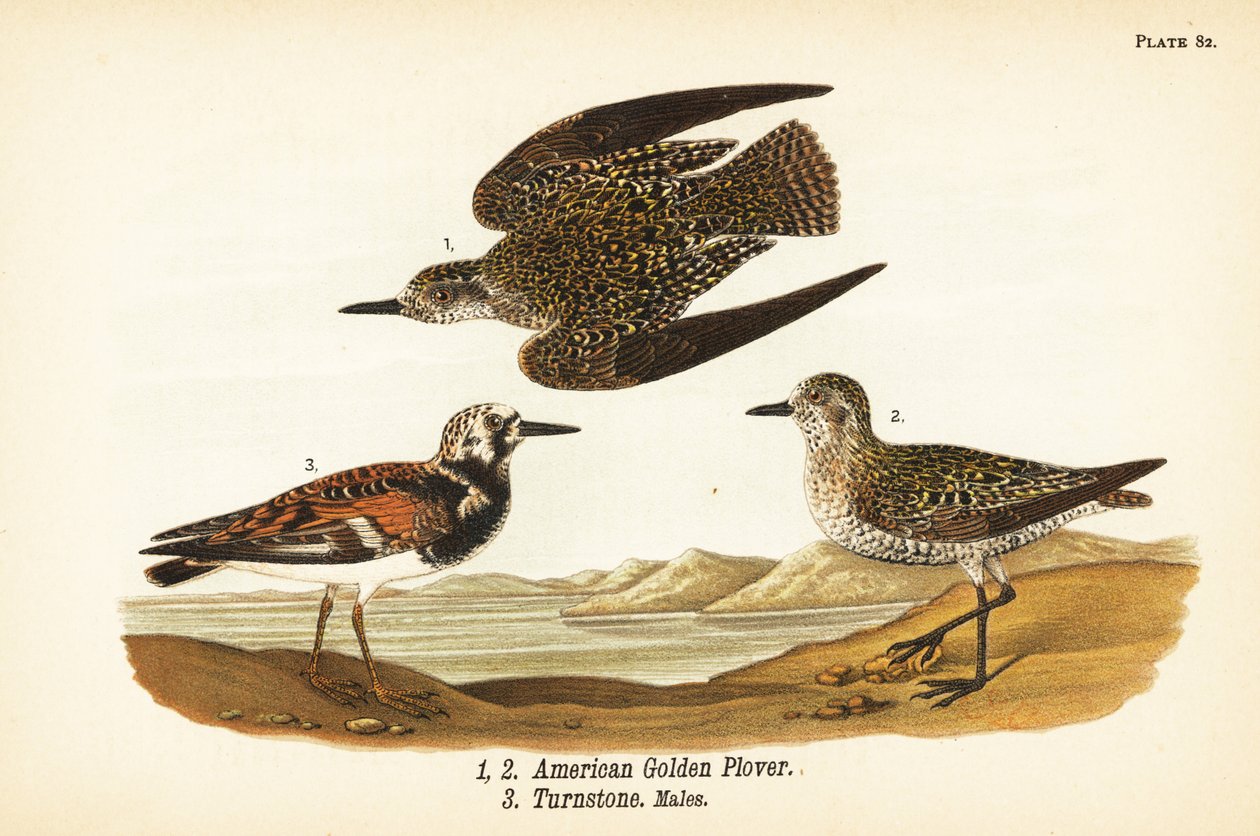 Chorlito dorado americano, Pluvialis dominica 1,2, y vuelvepiedras rojizo, Arenaria interpres vuelvepiedras 3 de John James (after) Audubon