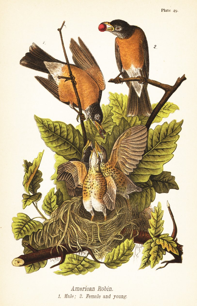 Mirlo americano, Turdus migratorius, macho 1, hembra 2 y joven en nido de John James (after) Audubon