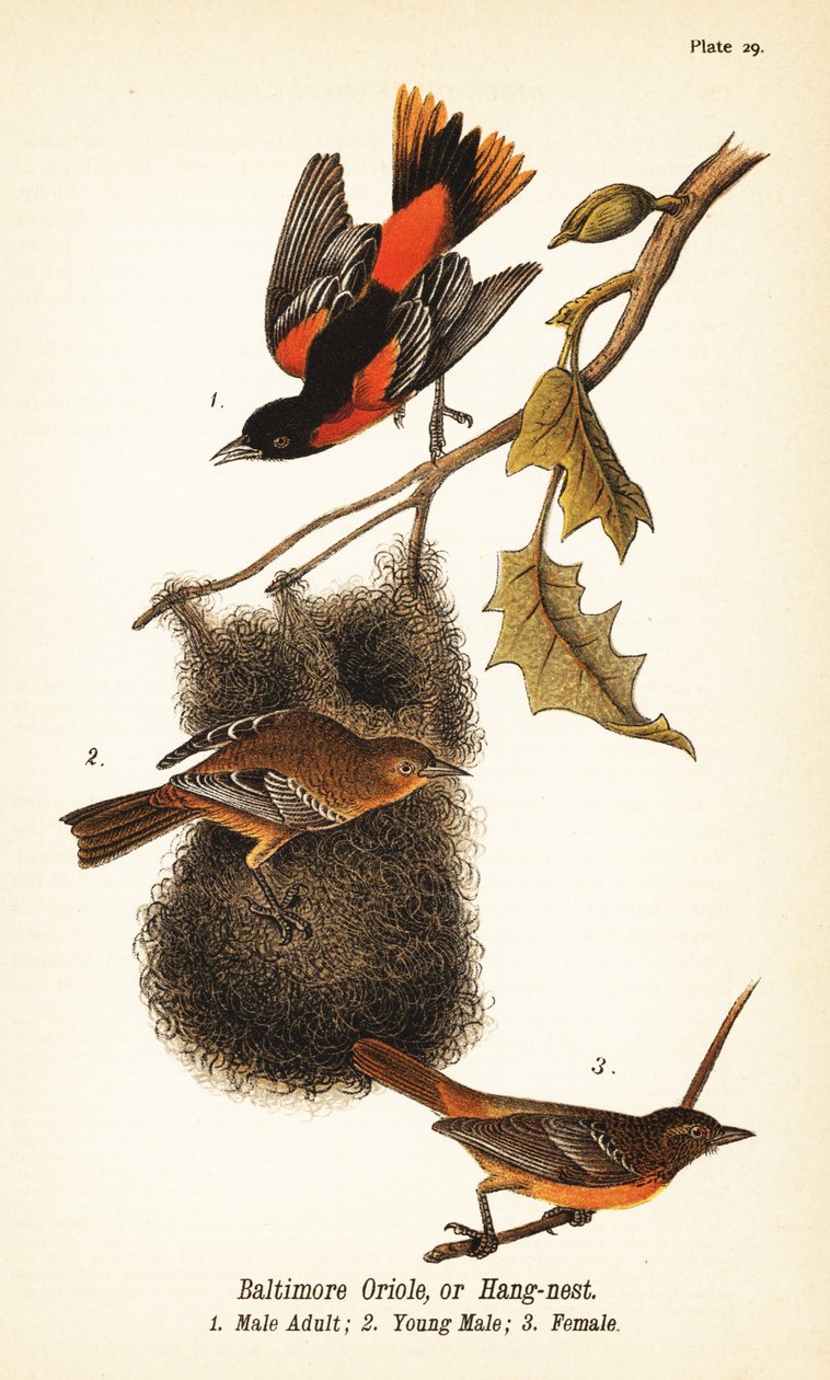 Oriol de Baltimore o nido colgante, Icterus galbula de John James (after) Audubon