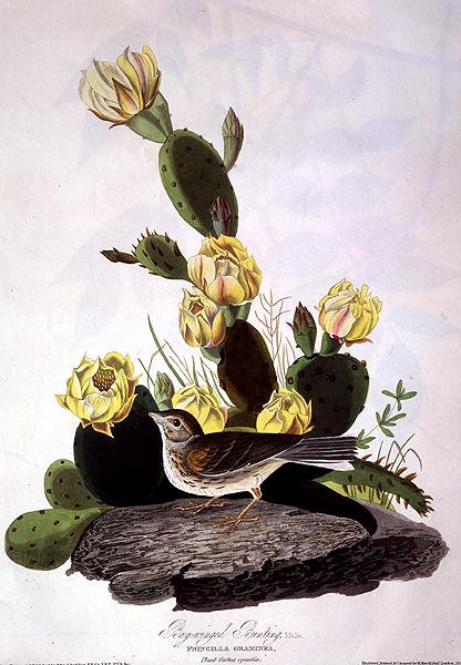 Emberiza de alas castañas, de 