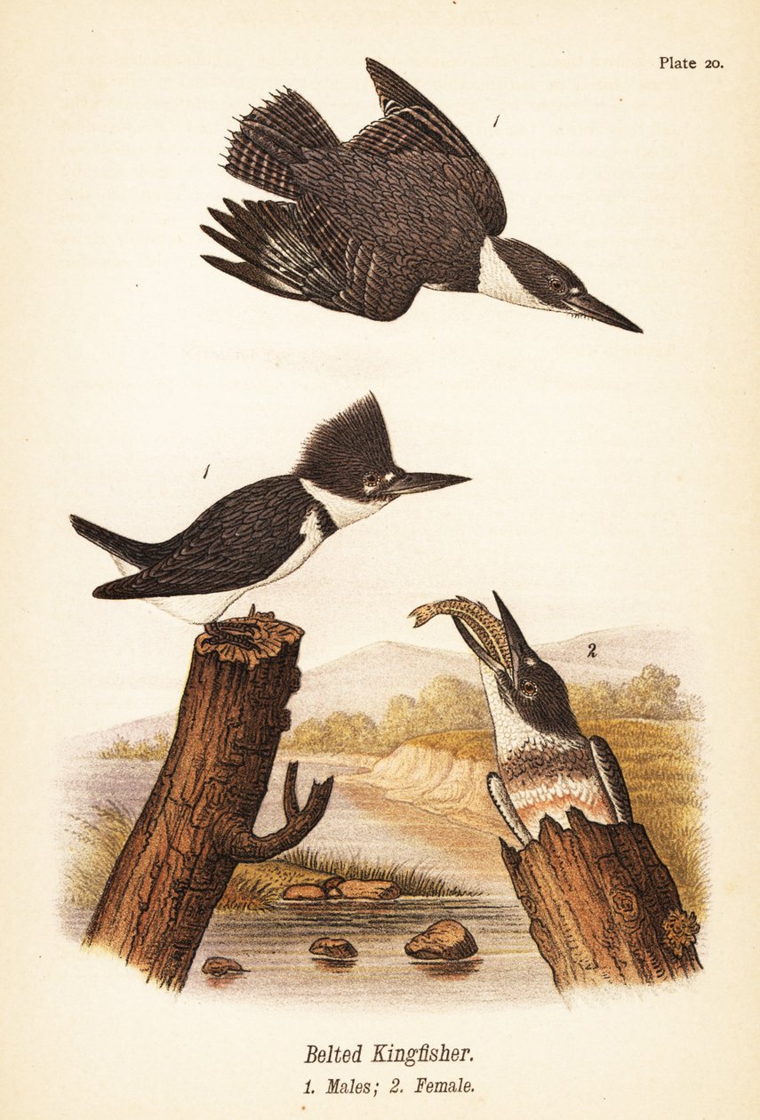 Martín pescador norteamericano, Megaceryle alcyon, machos 1, hembra 2 de John James (after) Audubon