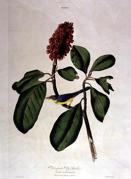 Cazamoscas de Bonaparte, de 