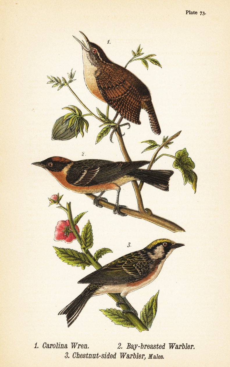 Chochín de Carolina, Thryothorus ludovicianus 1, reinita castaña, Setophaga castanea 2, reinita de lados castaños, Setophaga pensylvanica 3 de John James (after) Audubon