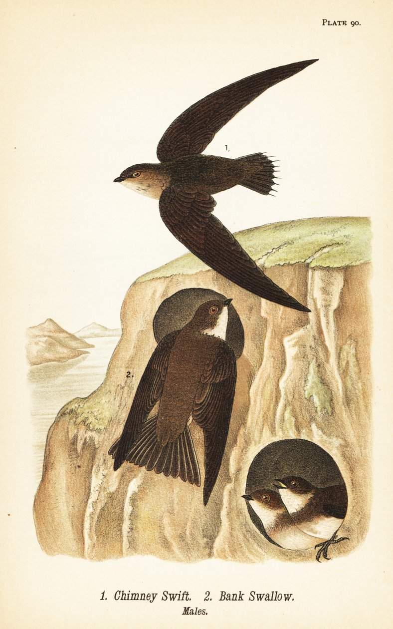Vencejo de chimenea, Chaetura pelagica 1, golondrina de ribera, Riparia riparia 2, machos de John James (after) Audubon