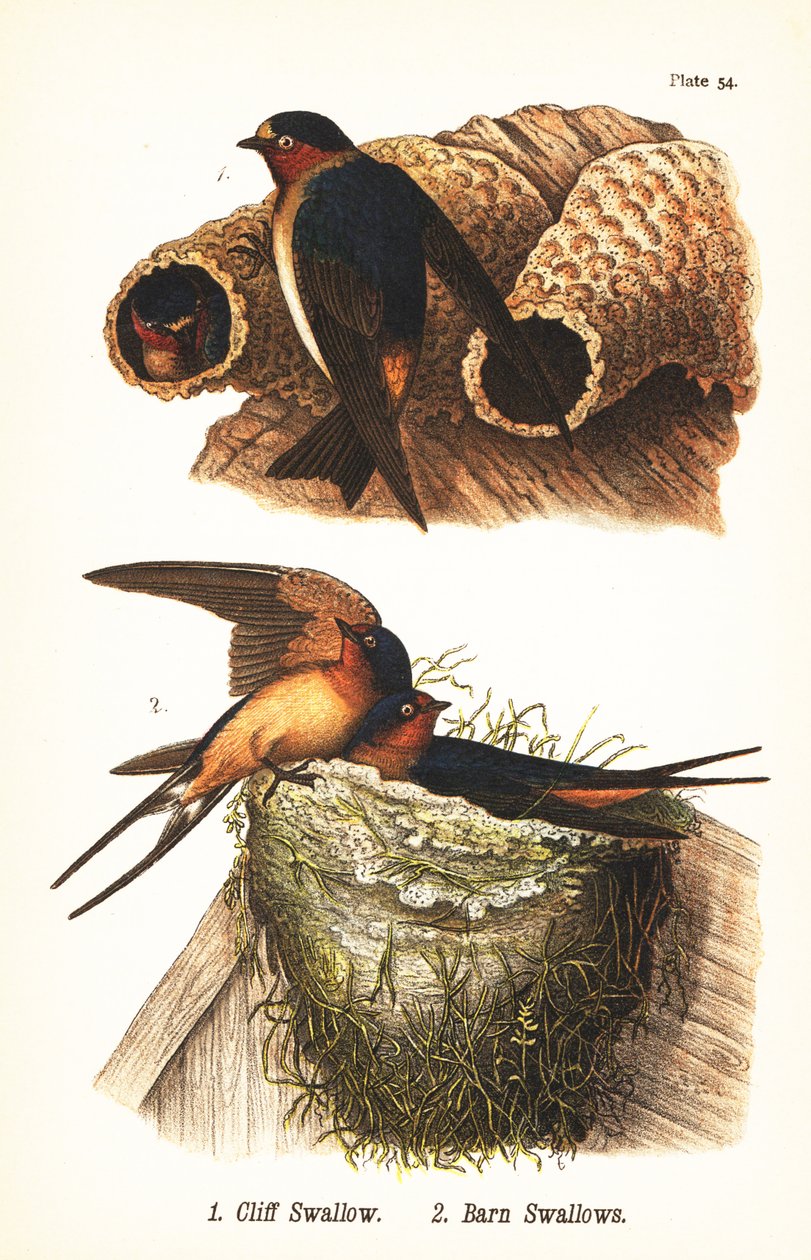Golondrina risquera, Petrochelidon pyrrhonota 1, y golondrina común, Hirundo rustica 2 de John James (after) Audubon