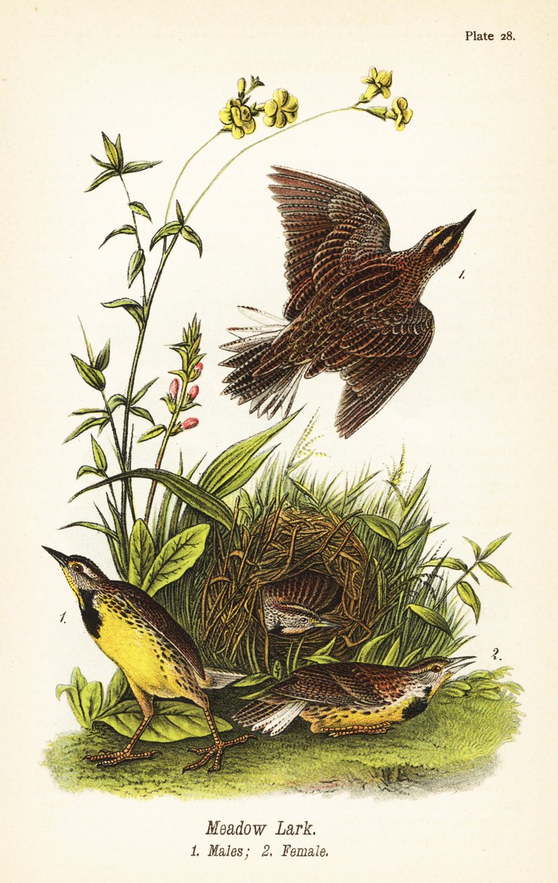 Sturnela magna de John James (after) Audubon