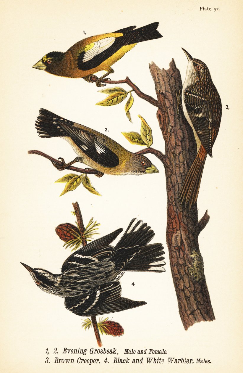 Picogordo vespertino, Coccothraustes vespertinus 1,2, trepador marrón, Certhia americana 3, y reinita blanca y negra, Mniotilta varia 4 de John James (after) Audubon