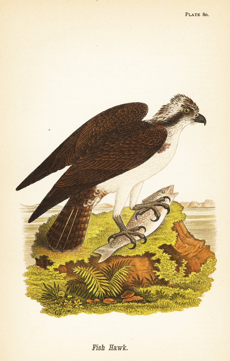 Águila pescadora, Pandion haliaetus de John James (after) Audubon