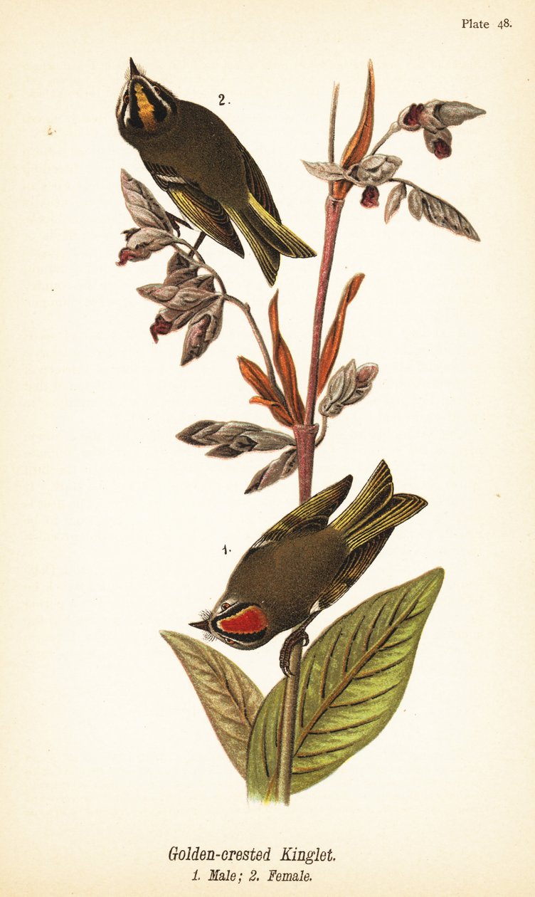Reyezuelo sencillo, Regulus satrapa de John James (after) Audubon