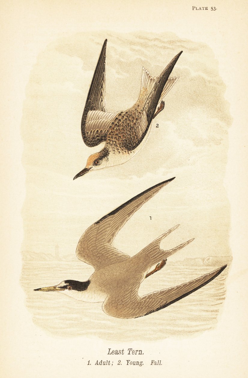 Charrán mínimo, Sternula antillarum, adulto 1, joven, plumaje de otoño 2 de John James (after) Audubon