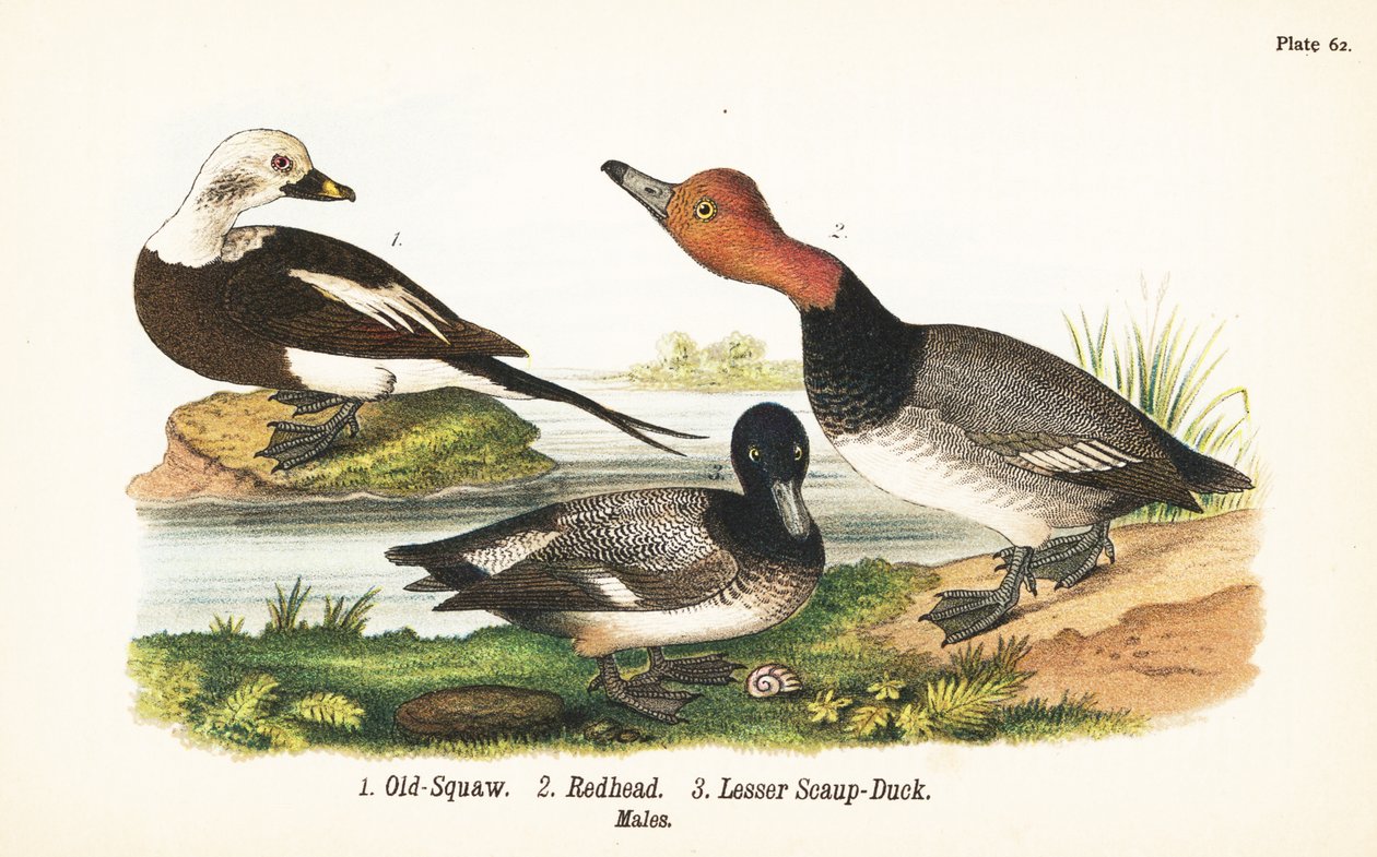 Pato de cola larga, Clangula hyemalis 1, porrón americano, Aythya americana 2, y porrón menor, Aythya affinis 3 de John James (after) Audubon