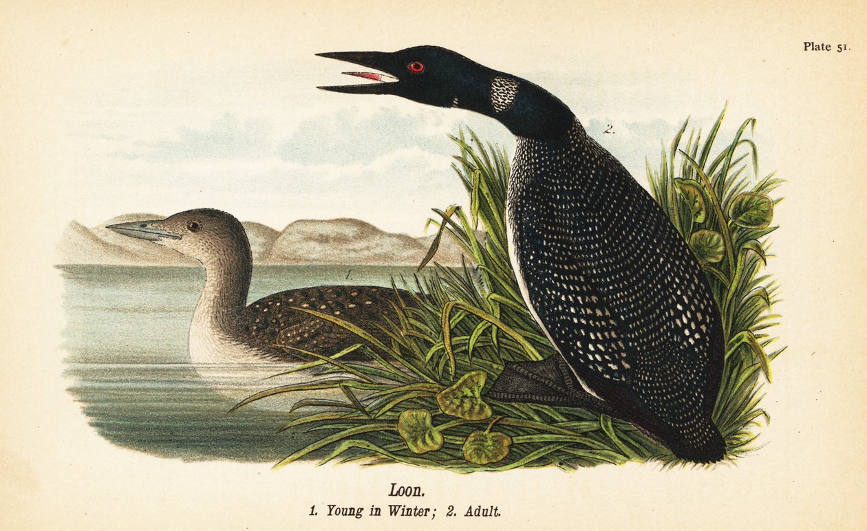Colimbo grande, Gavia immer, joven en invierno 1, adulto 2 de John James (after) Audubon