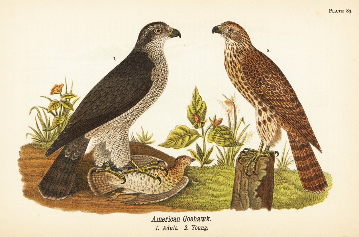 Azor del norte, Accipiter gentilis, azor americano, adulto con presa 1, joven 2 de John James (after) Audubon