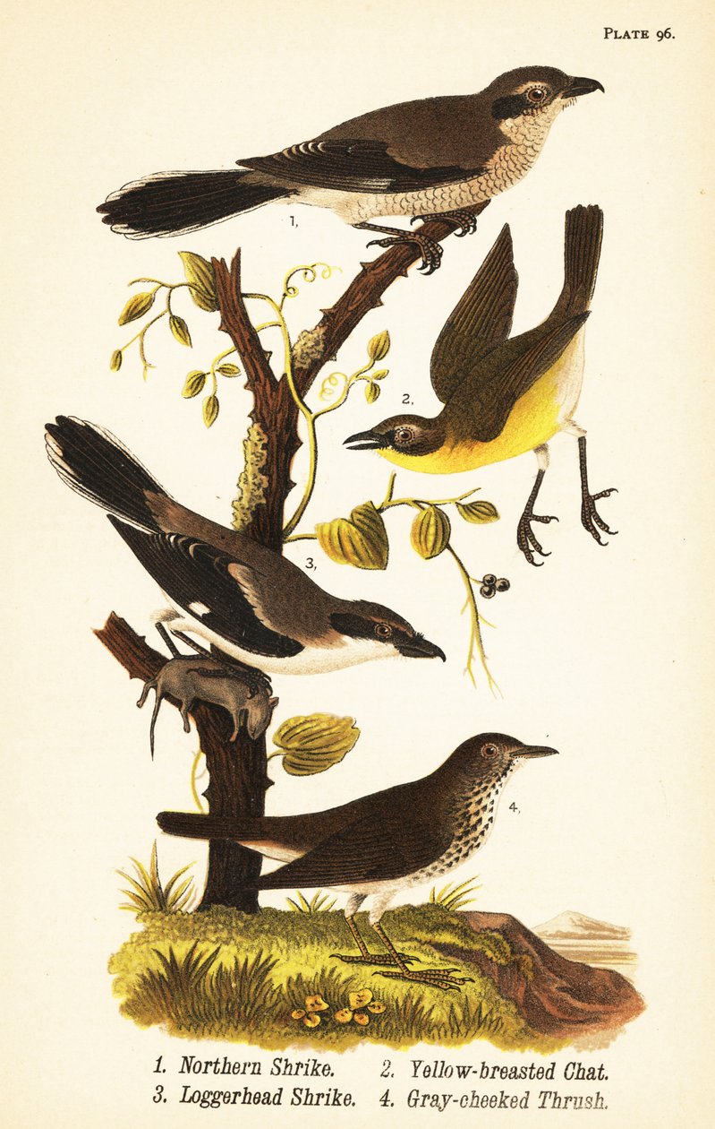 Alcaudón norteño, Lanius borealis 1, charlatán de pecho amarillo, Icteria virens 2, alcaudón cabecigrís, Lanius ludovicianus de John James (after) Audubon
