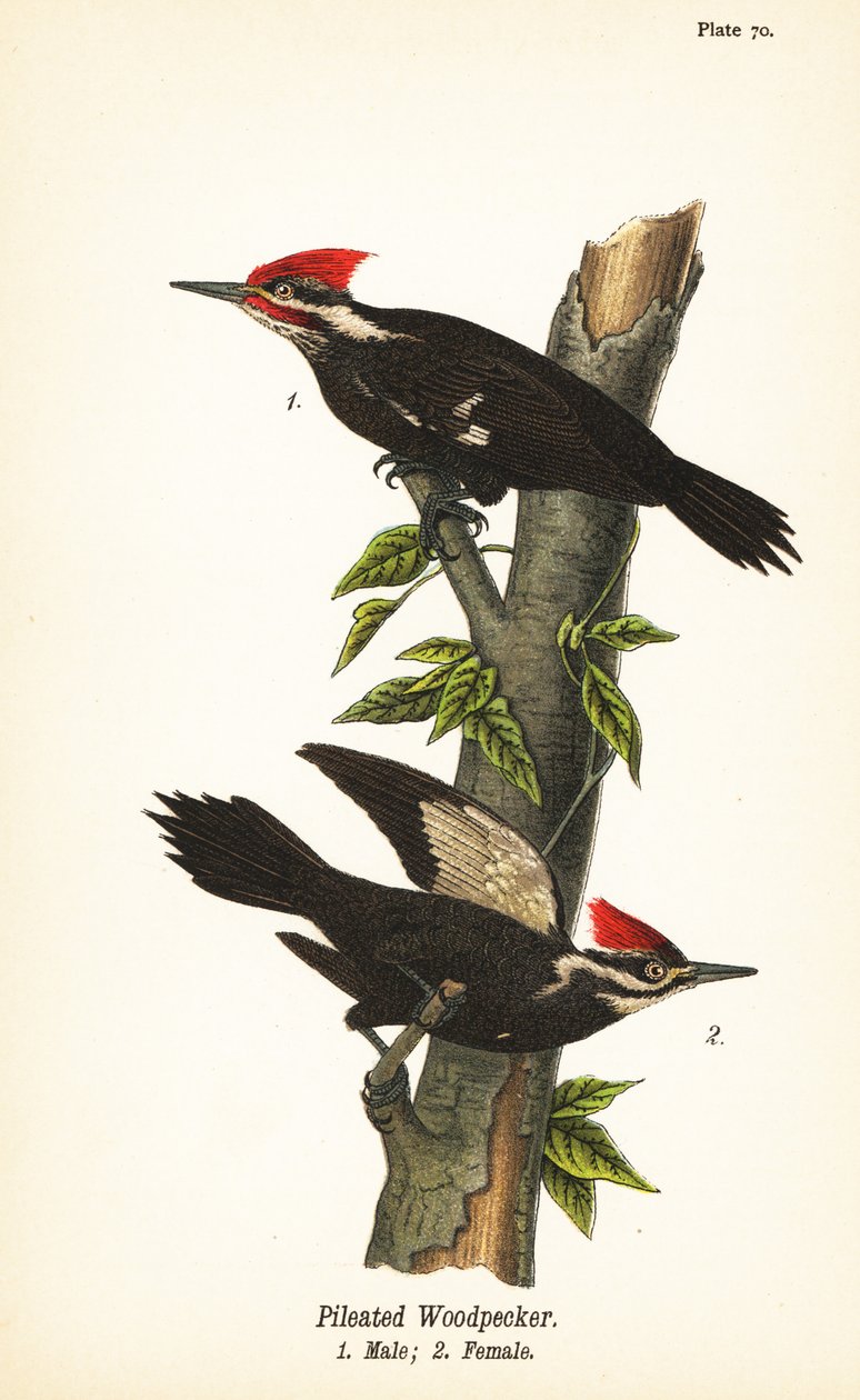 Carpintero pileado, Dryocopus pileatus, macho 1, hembra 2 de John James (after) Audubon
