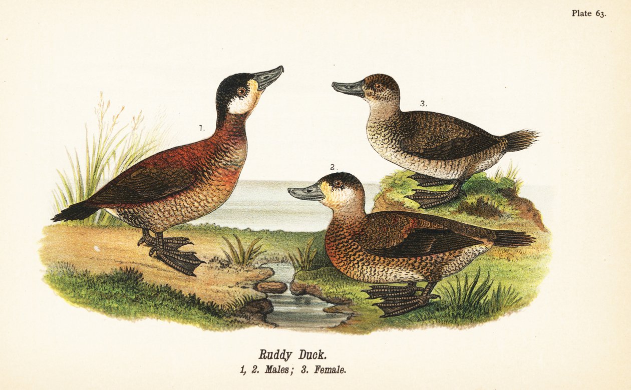 Pato colorado, Oxyura jamaicensis, machos 1,2, y hembra 3 de John James (after) Audubon