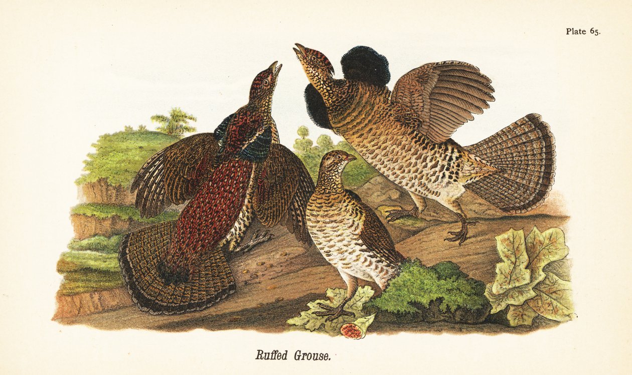 Gallo de bosque, Bonasa umbellus de John James (after) Audubon