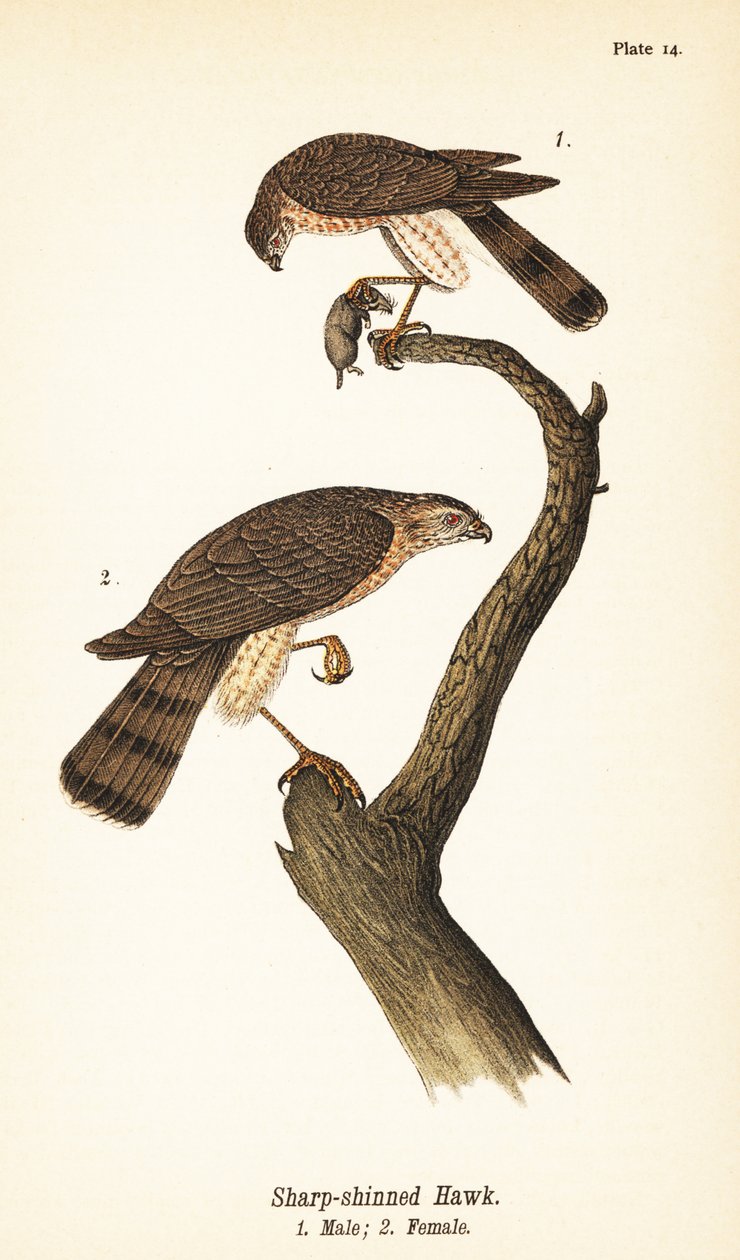 Gavilán americano, Accipiter striatus, macho con presa 1, hembra 2 de John James (after) Audubon