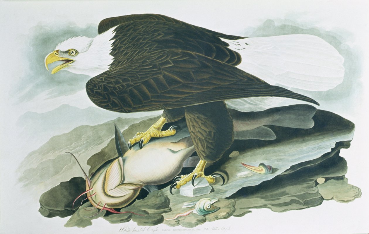 El águila calva de 