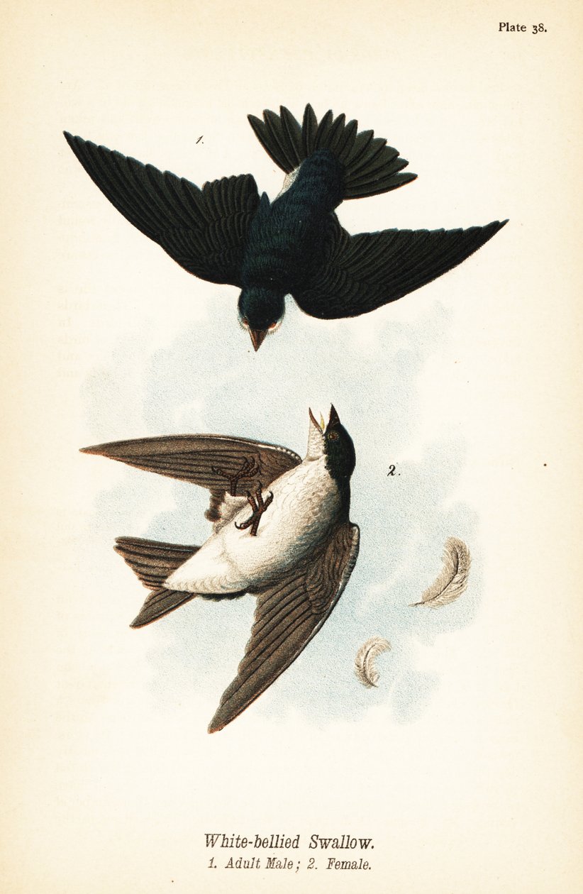 Golondrina bicolor, Tachycineta bicolor de John James (after) Audubon
