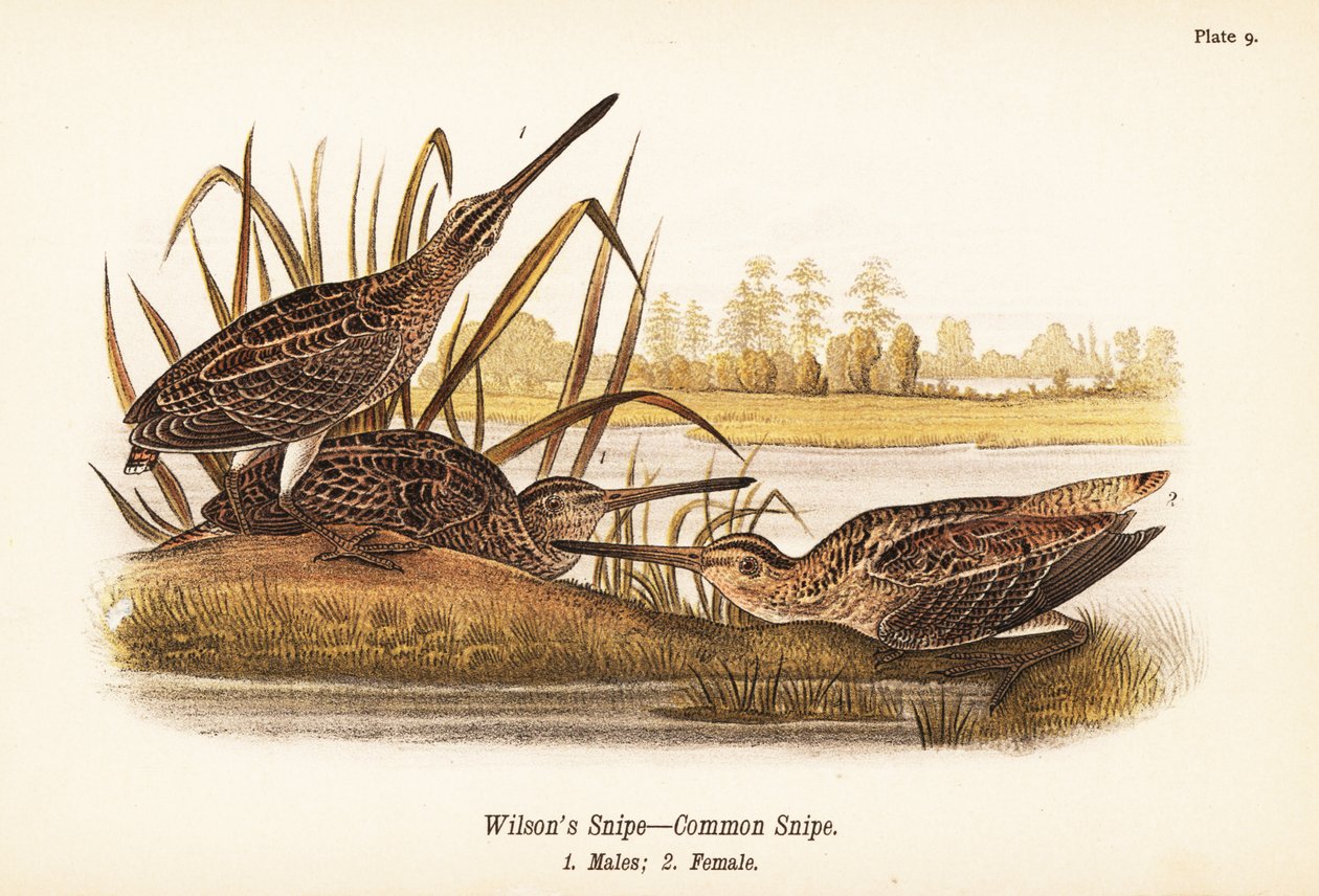 Agachadiza común, Gallinago delicata, machos 1, hembra 2 de John James (after) Audubon