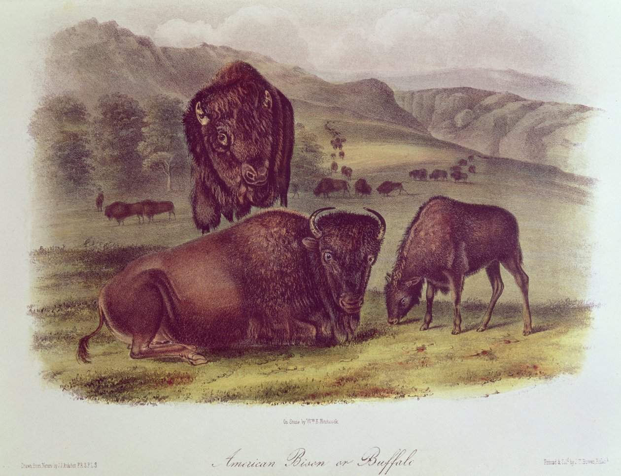 Bisonte americano o búfalo, de 