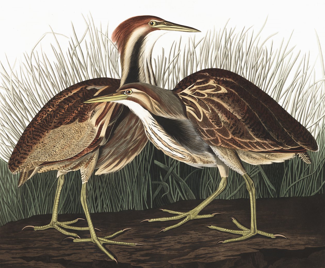 Avetoro americano, Botaurus Lentiginosus, de "Las aves de América" por John J. Audubon, pub. 1827-38 de John James Audubon