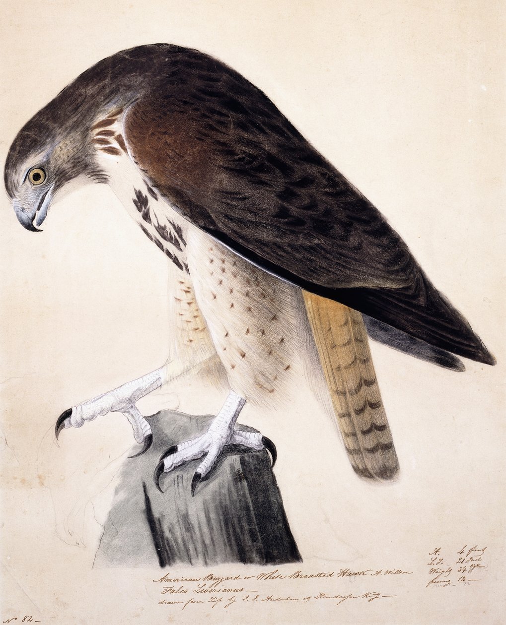Buitre americano o halcón de pecho blanco de John James Audubon