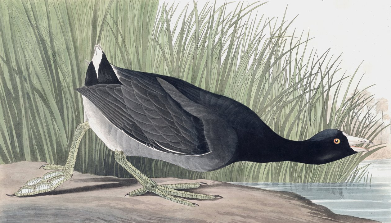 Focha americana, Fulica Americana, de "Las aves de América" por John J. Audubon, pub. 1827-38 de John James Audubon