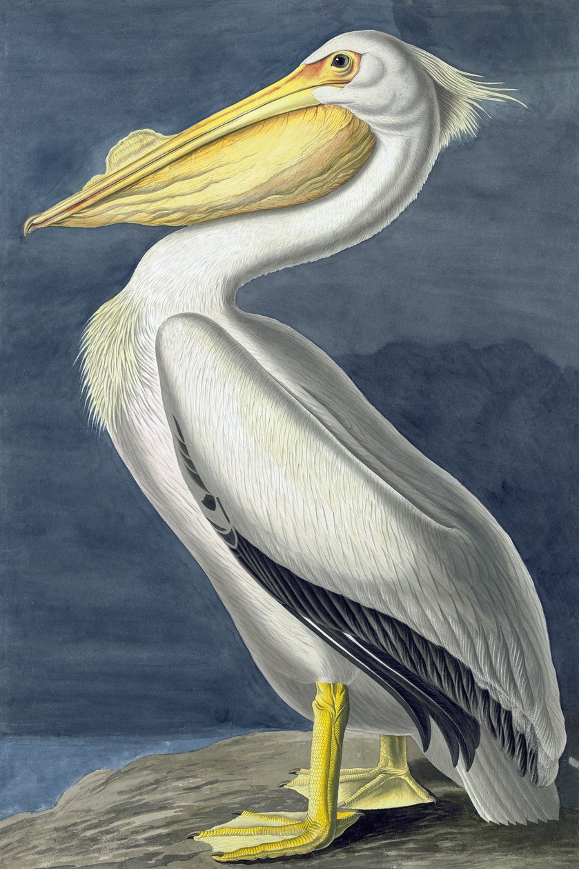 Pelícano blanco americano, Pelecanus Erythrorhynchos, de "Las aves de América" por John J. Audubon, pub. 1827-38 de John James Audubon