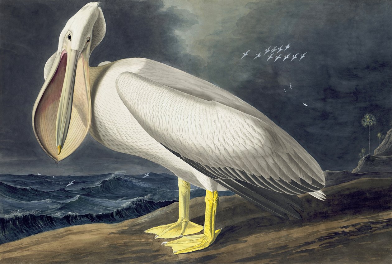 Pelícano blanco americano, Pelecanus Erythrorhynchos, de "Las aves de América" por John J. Audubon, pub. 1827-38 de John James Audubon