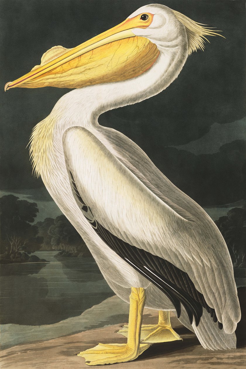 Pelícano blanco americano, Pelecanus Erythrorhynchos, de "Las aves de América" por John J. Audubon, pub. 1827-38 de John James Audubon
