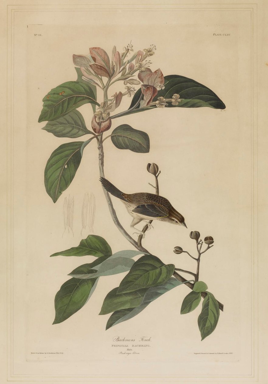 El pinzón de Bachman de John James Audubon
