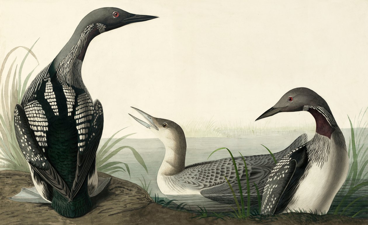 Colimbo ártico, Colymbus Arcticus, de "The Birds of America" por John J. Audubon, pub. 1827-38 de John James Audubon
