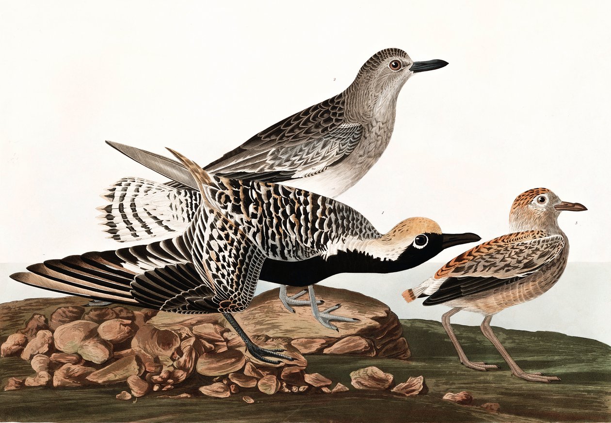 Chorlito gris, Charadrius Helveticus, de "Las aves de América" por John J. Audubon, pub. 1827-38 de John James Audubon