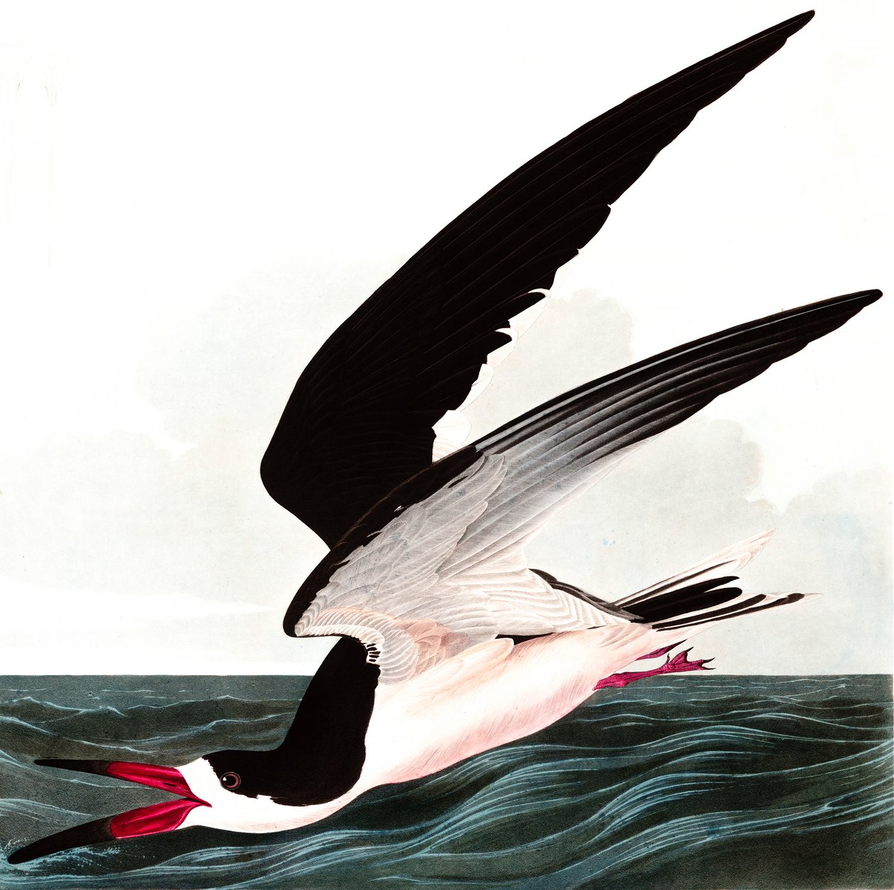 Charrán negro o rayador, Rhincops Nigra, de "Las aves de América" por John J. Audubon, pub. 1827-38 de John James Audubon