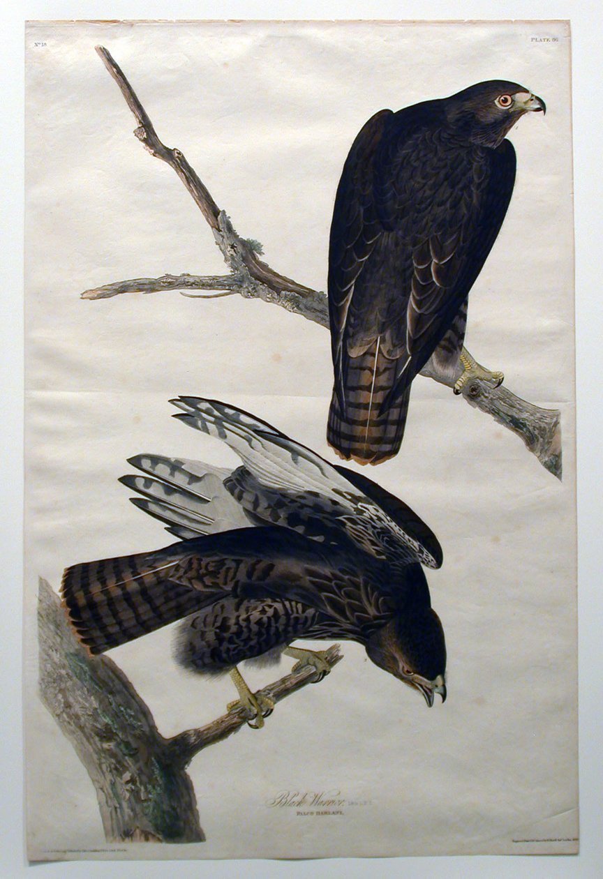 Guerrero negro (n.º 18) de John James Audubon