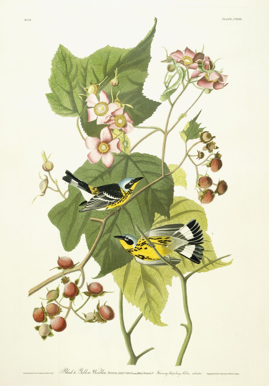 Reinita negra y amarilla y frambuesa en flor, c.1826-1838 de John James Audubon