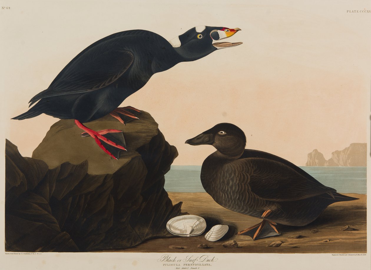 Pato negro o de surf de John James Audubon