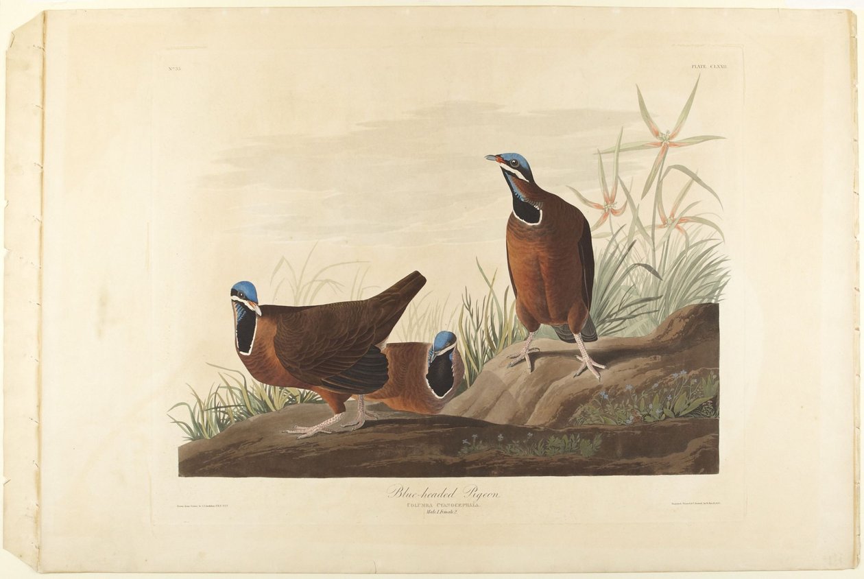 Paloma de cabeza azul de John James Audubon