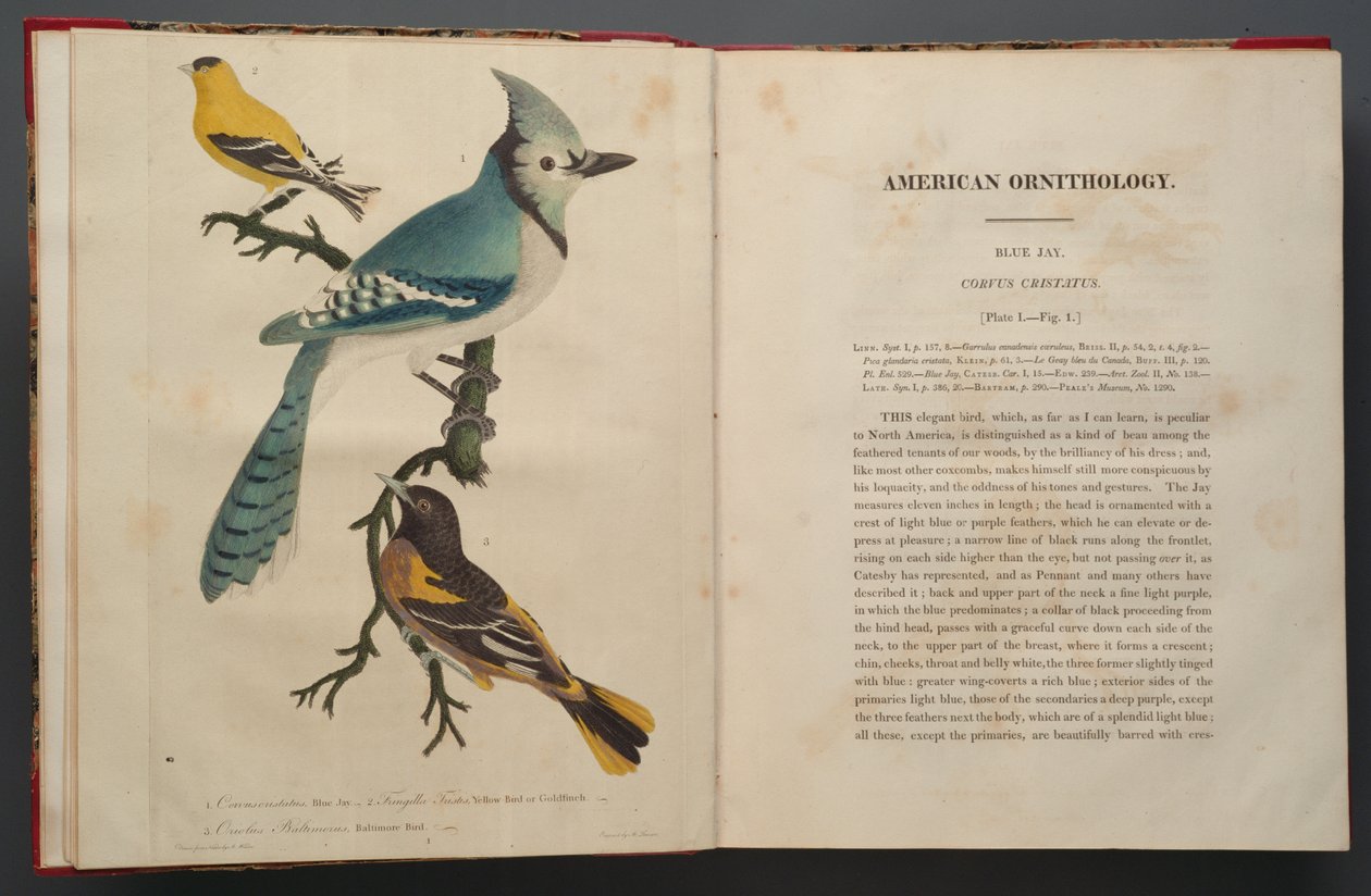 Arrendajo azul, página del Folio de Elefante (1827-38) de John James Audubon