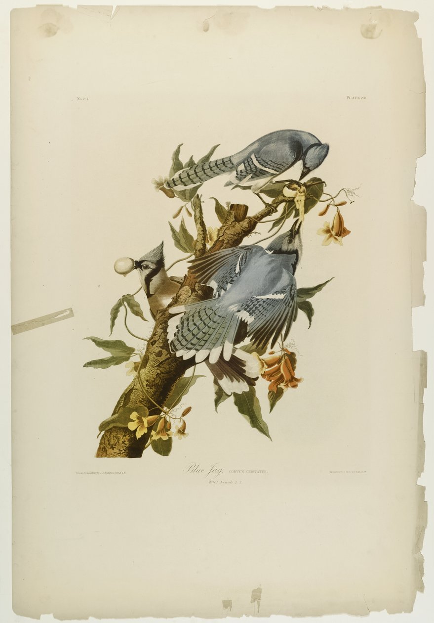 Arrendajo azul de John James Audubon