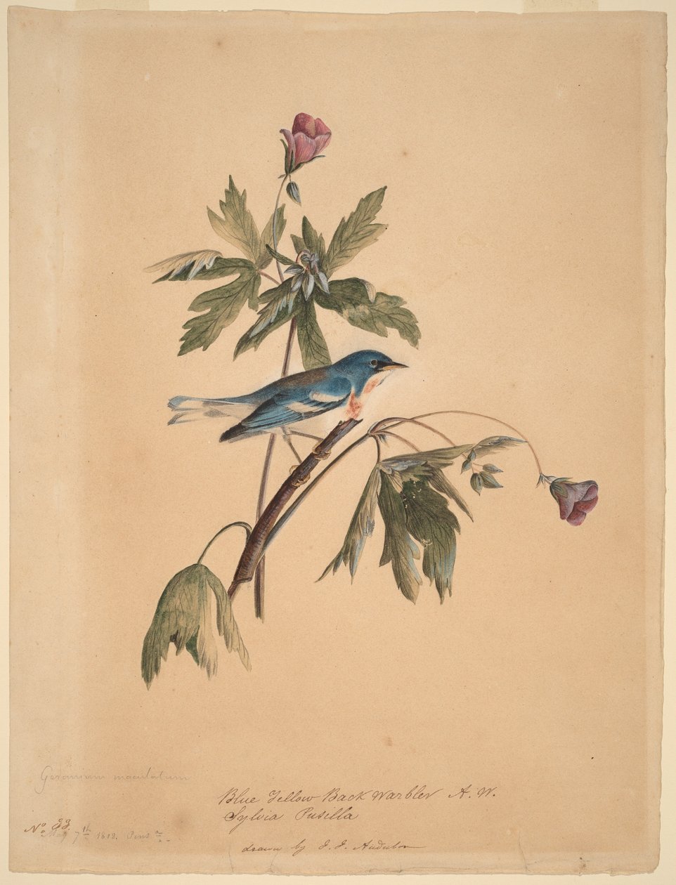 Curruca de espalda azul y amarilla de John James Audubon