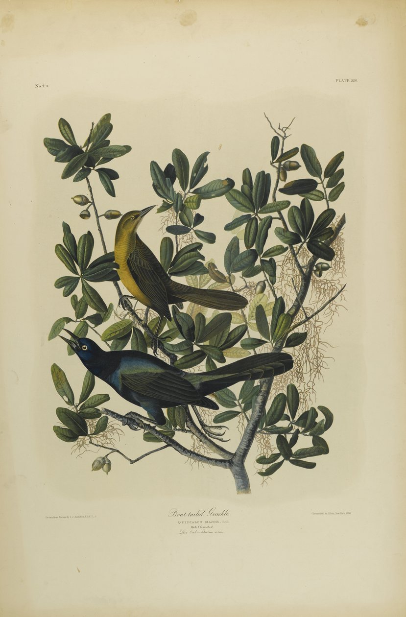 Grajo de cola de bote, impreso por Julien Bien y publicado por Roe Lockwood & Son, 1861 de John James Audubon