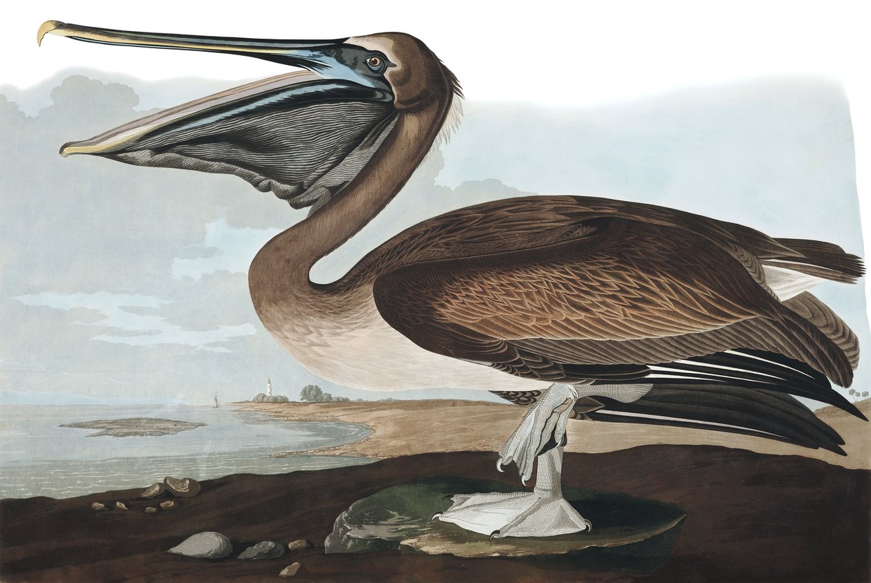 Pelícano pardo, Pelecanus Fuscus, de "Las aves de América" por John J. Audubon, pub. 1827-38 de John James Audubon