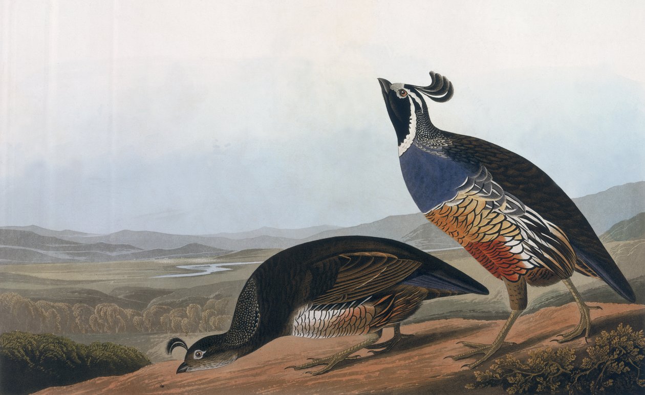 Perdiz californiana, de 
