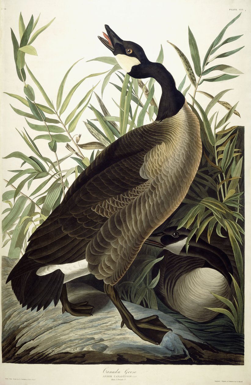 Ganso canadiense, c.1827-1838 de John James Audubon