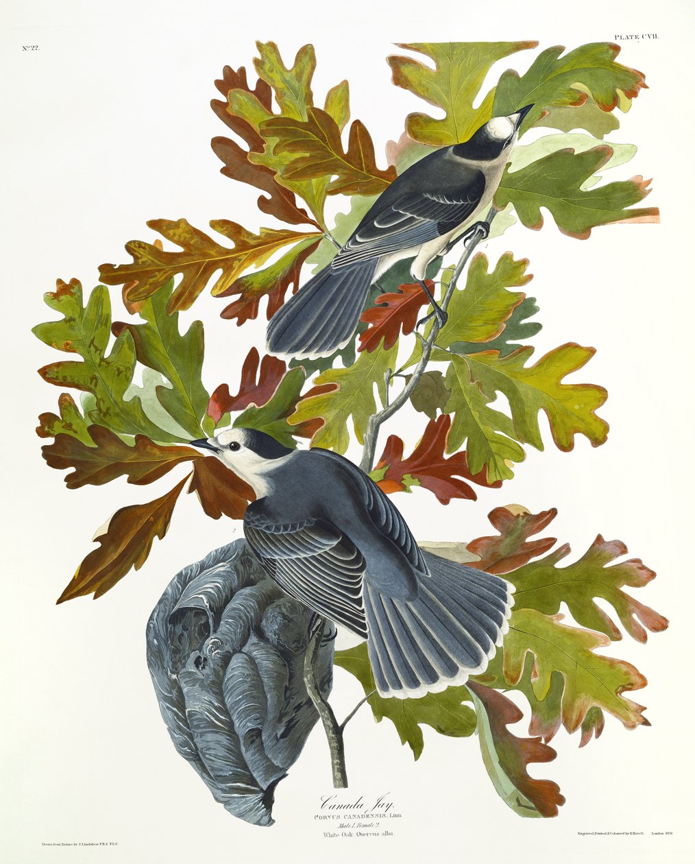 Arrendajo de Canadá de John James Audubon
